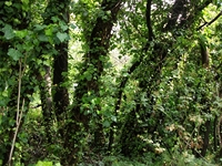 rco Cosentini-20110417 004